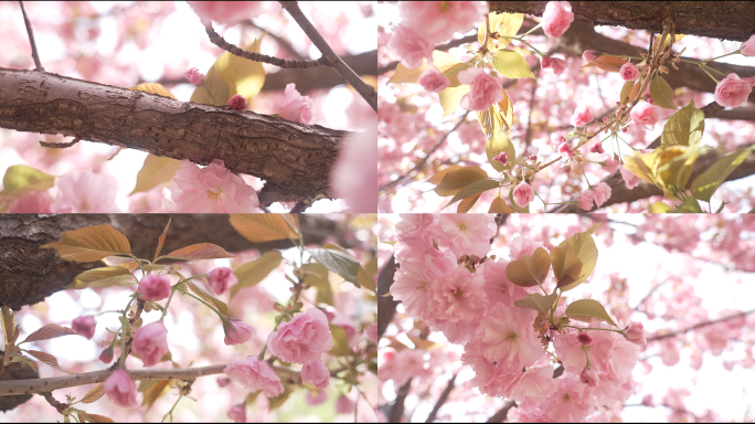清明节阳光微风梦幻浪漫粉色樱花树下妇女节