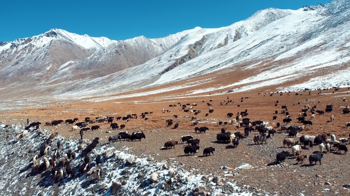 4k雪山脚下畜牧业牦牛发展新疆塔县