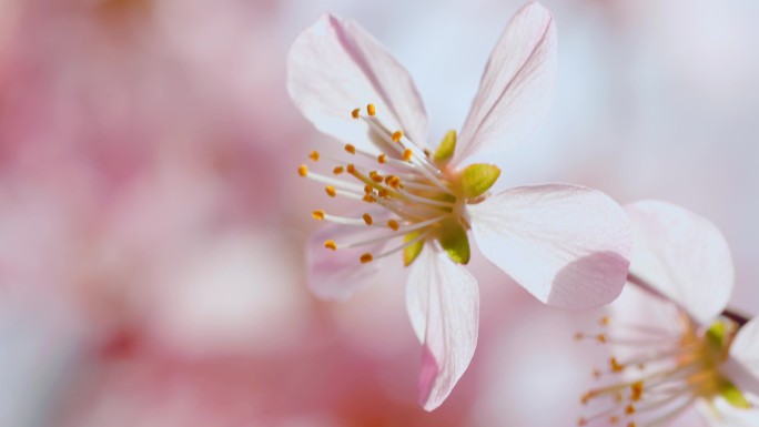 桃花花朵花蕊大特写