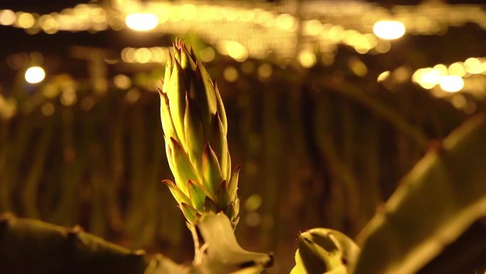 火龙果种植基地火龙果花昙花