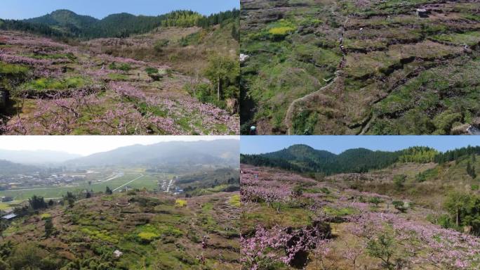 航拍桃花林视频素材包