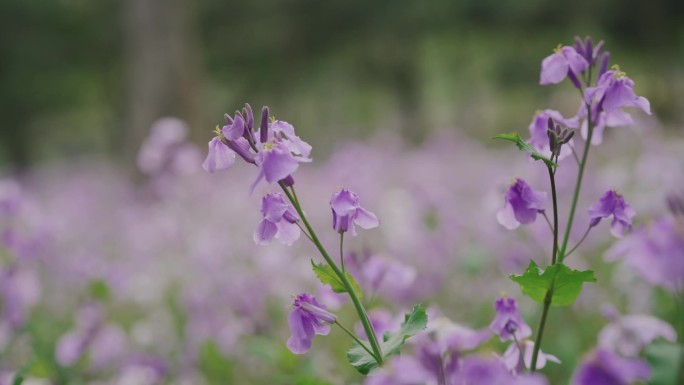 二月兰 诸葛菜 春天花开 四月花开