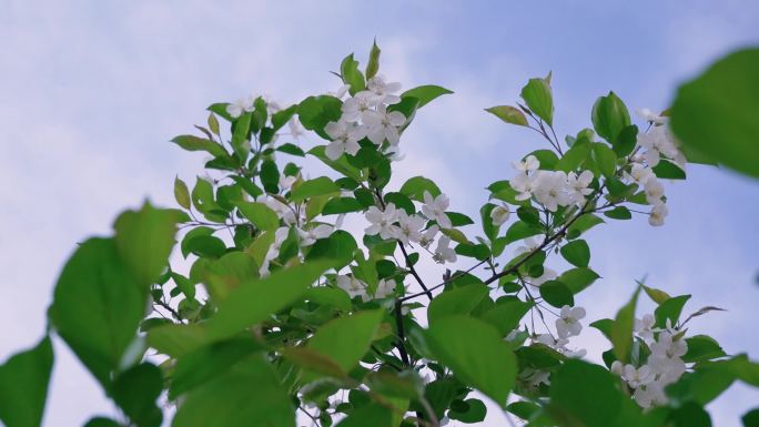 海棠树花