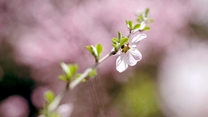 春天桃花盛开特写画面