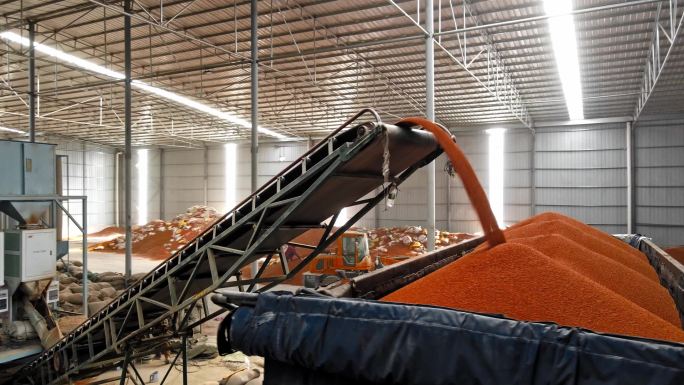 粮食加工厂工作场景厂房高粱加工机械