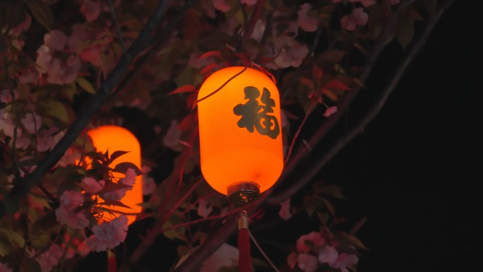 4K春天夜里与浪漫樱花在一起的福字灯笼