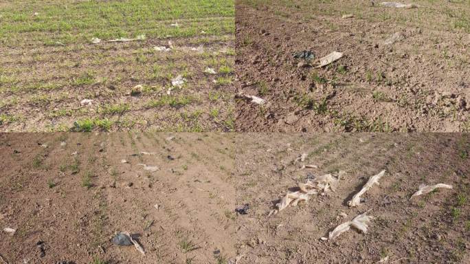 航拍小麦田地农膜残留