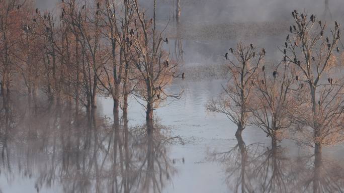 湿地枯树上的乌鸦
