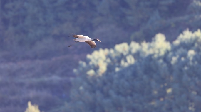 一只黑颈鹤滑翔降落的升格视频