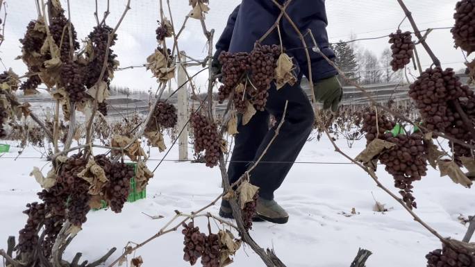 冬天采摘葡萄