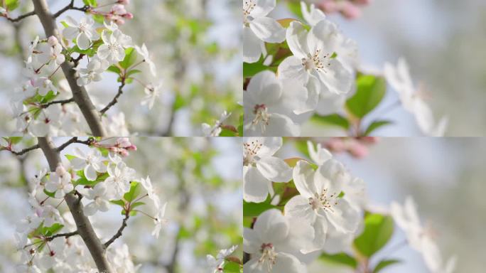 【4K微距】花朵特写 向阳而生