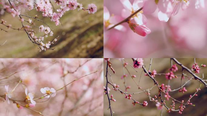 春天桃花盛开含苞待放