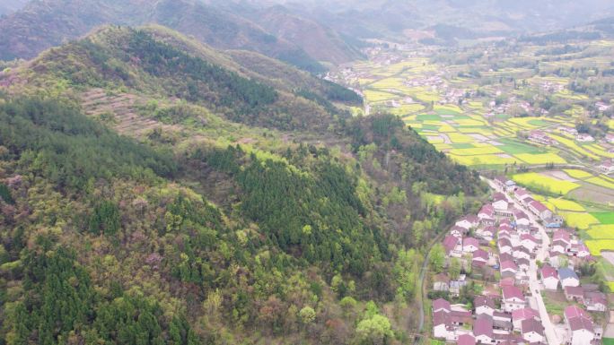 山中梯田油菜花