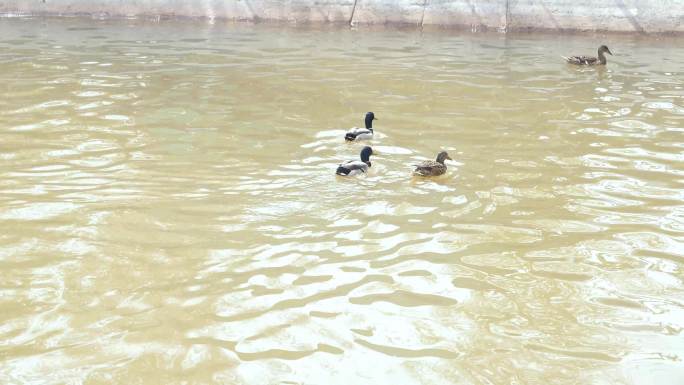 鸭子  天鹅 白色鸭子 水里的鸭子 养殖
