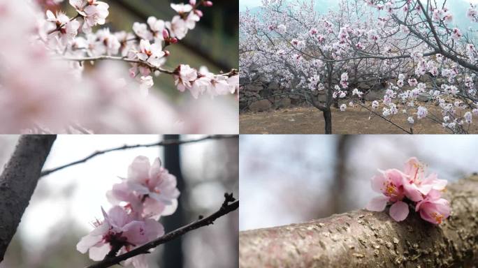 高清桃花素材（包含桃花无缝转场素材）