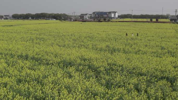 4K航拍油菜花田苏州同里北联平望震泽