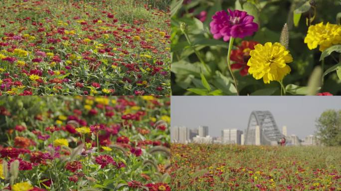 汉江湾桥花海