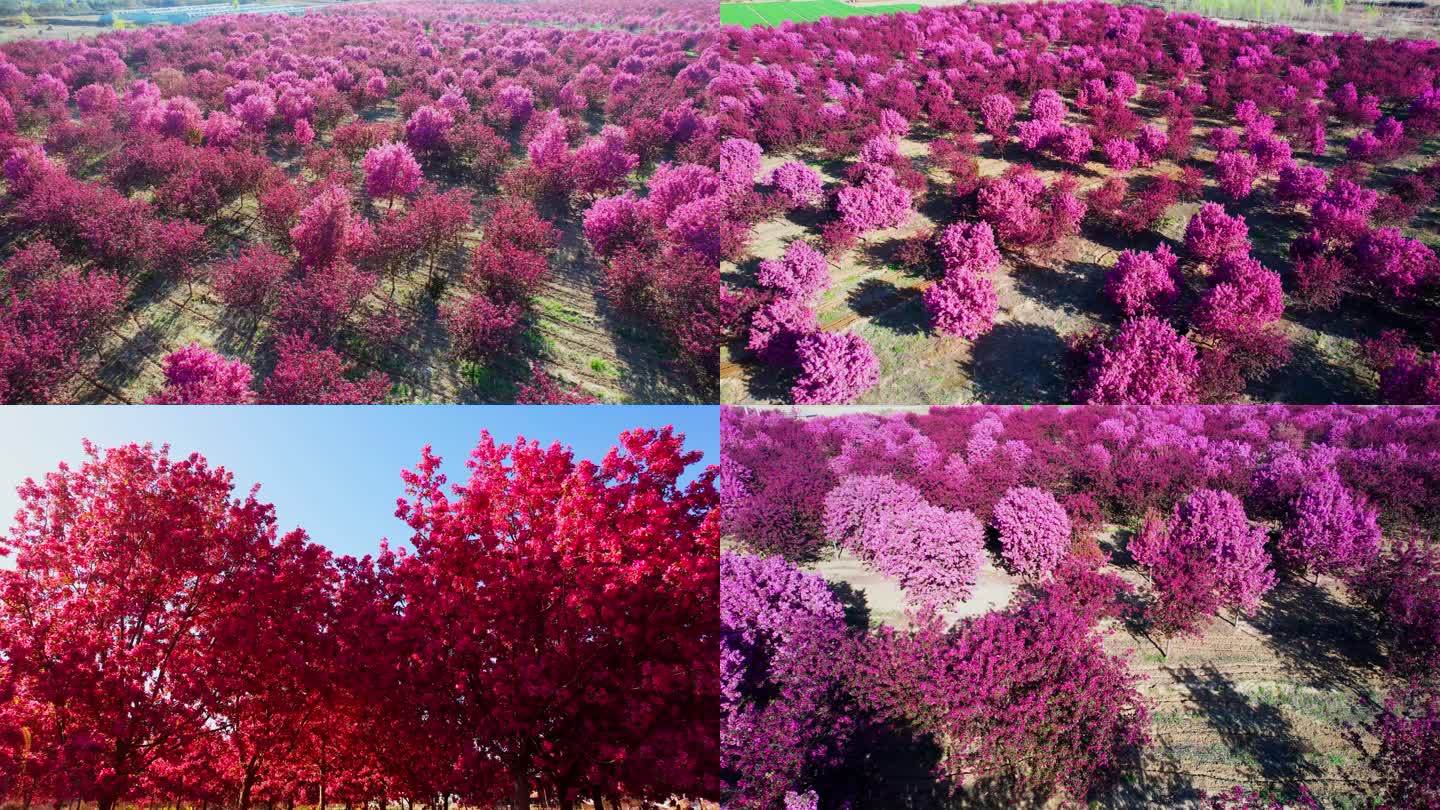 【4K】航拍海棠林 海棠花开 海棠种植