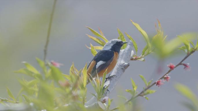 小鸟 蝴蝶 桃花