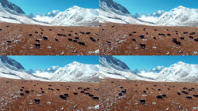 4k雪山下的牦牛新疆塔什库尔干畜牧业