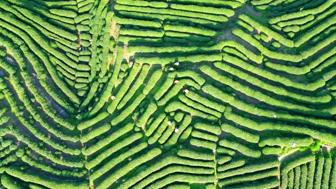 狮峰山龙井春季采茶