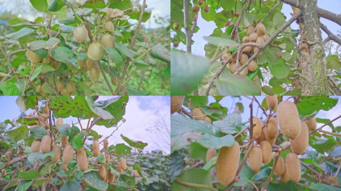 猕猴桃 猕猴桃树 猕猴桃基地 水果