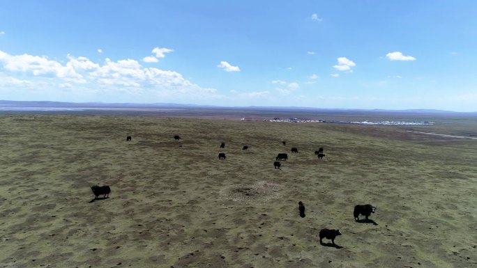 雪山 牦牛 川西草原 成群牦牛 吃草