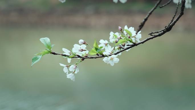 湖南省植物园樱花