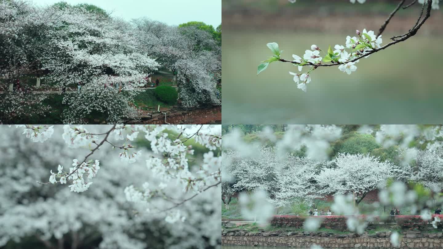 湖南省植物园樱花