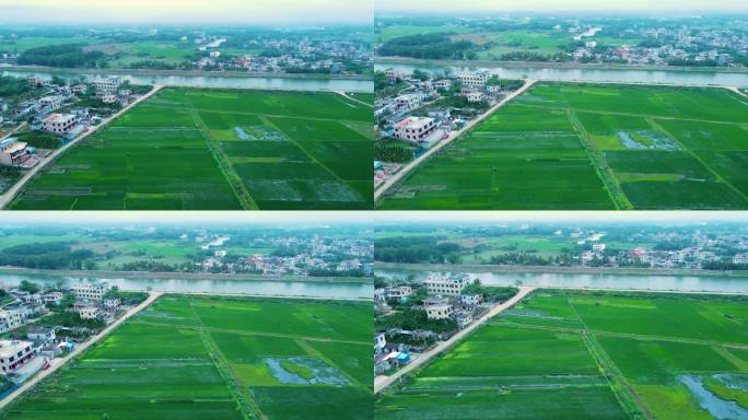 海南省万宁市海边万亩稻田与村镇航拍风景