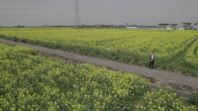 4K航拍油菜花田苏州同里北联平望震泽