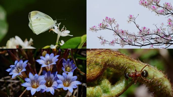 百花齐放百家争鸣