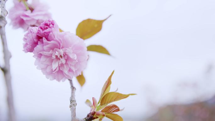 樱花开放