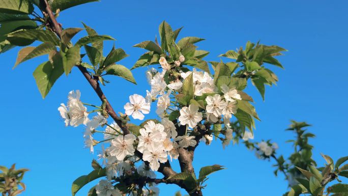 蓝天下微风吹动正在绽放的樱桃花4K高清