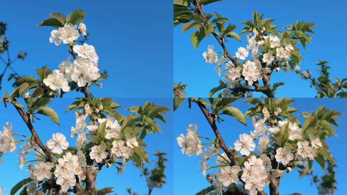 蓝天下微风吹动正在绽放的樱桃花4K高清