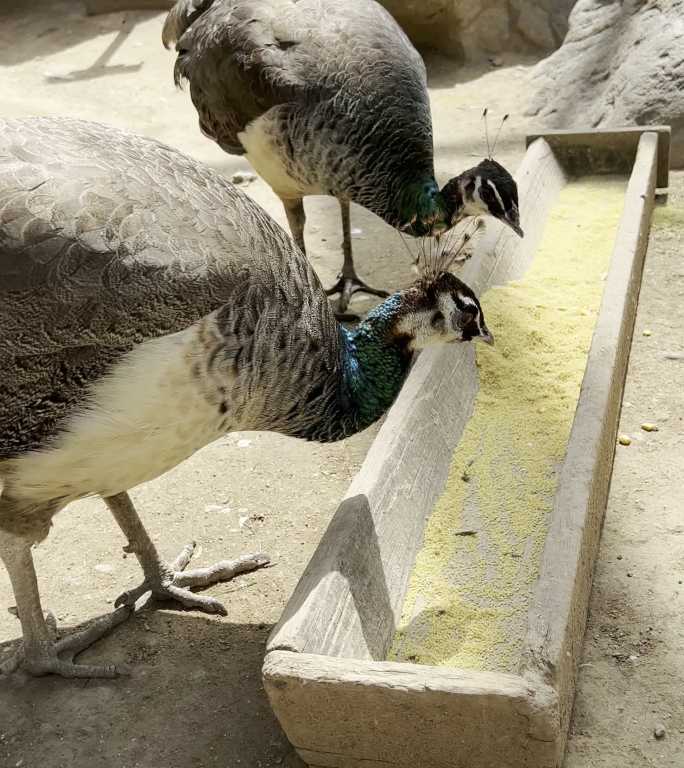 母孔雀吃食
