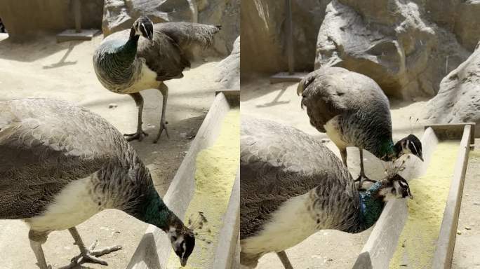 母孔雀吃食