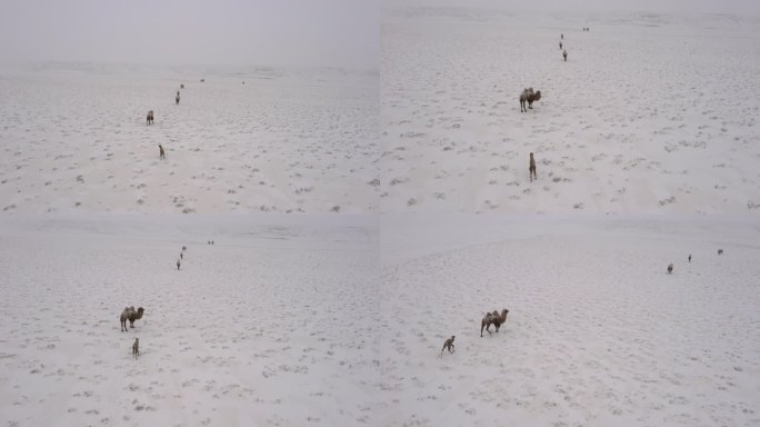 暴风雪 雪中骆驼 小骆驼 寒冷 恶略天气