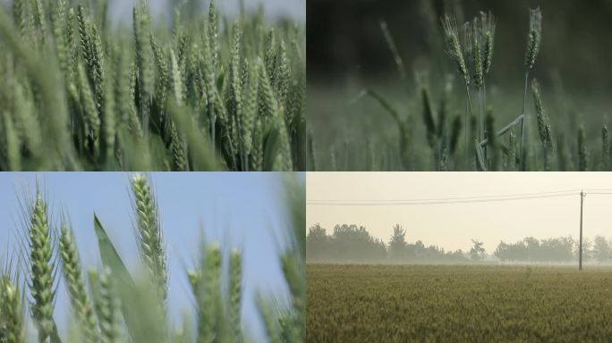青绿小麦麦田农作物麦穗麦浪延时拍摄多角度