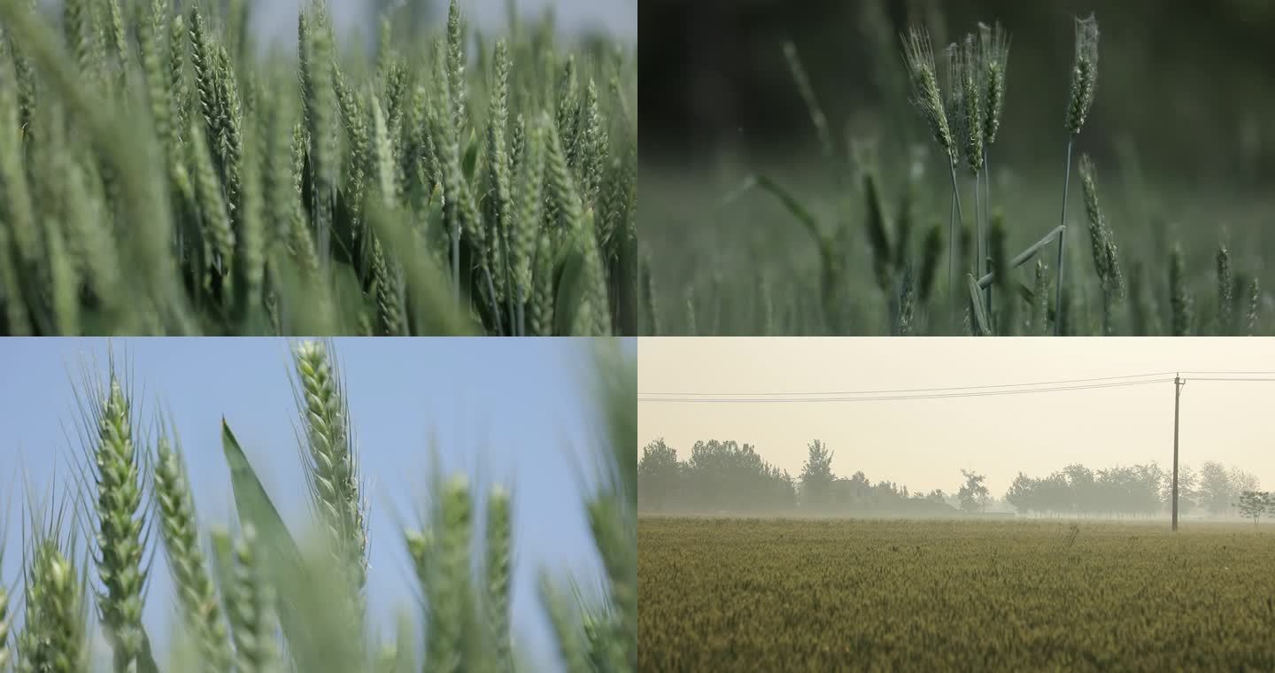 青绿小麦麦田农作物麦穗麦浪延时拍摄多角度