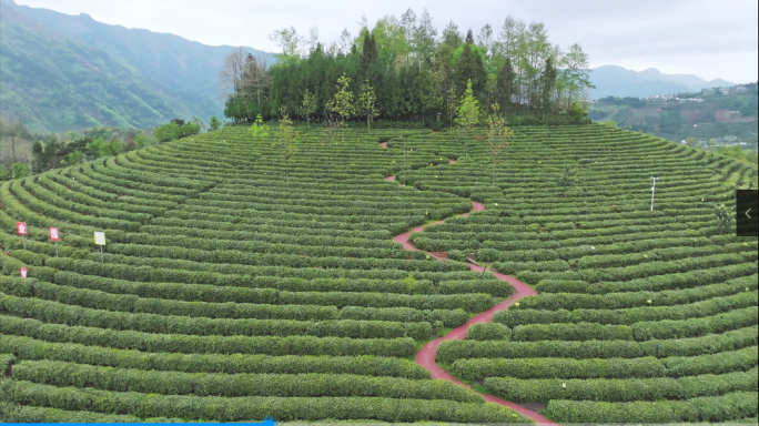 4K拍摄茶园采茶茶山航拍升格镜头