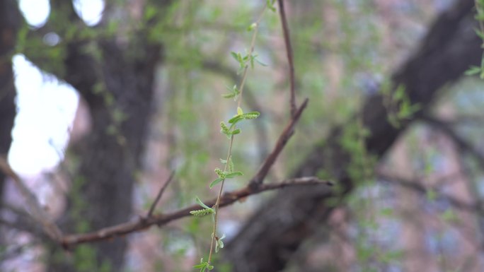 三月柳枝 春暖花开 柳树 春色 春分