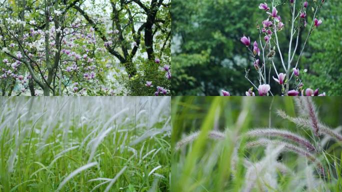 春天自然风景唯美植物空镜合集节气中国风