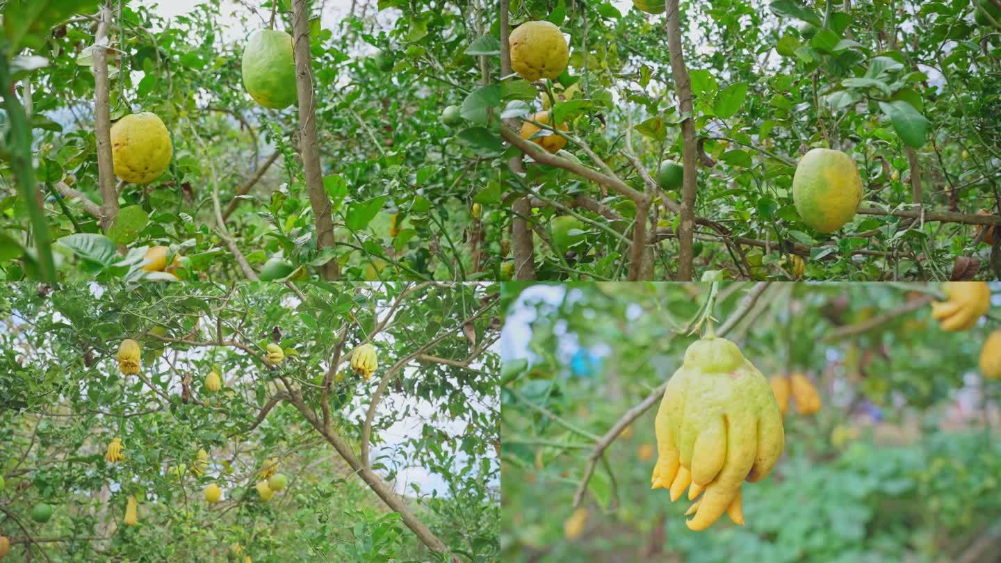 佛手柑 香橼 原生态农特产品  中药材
