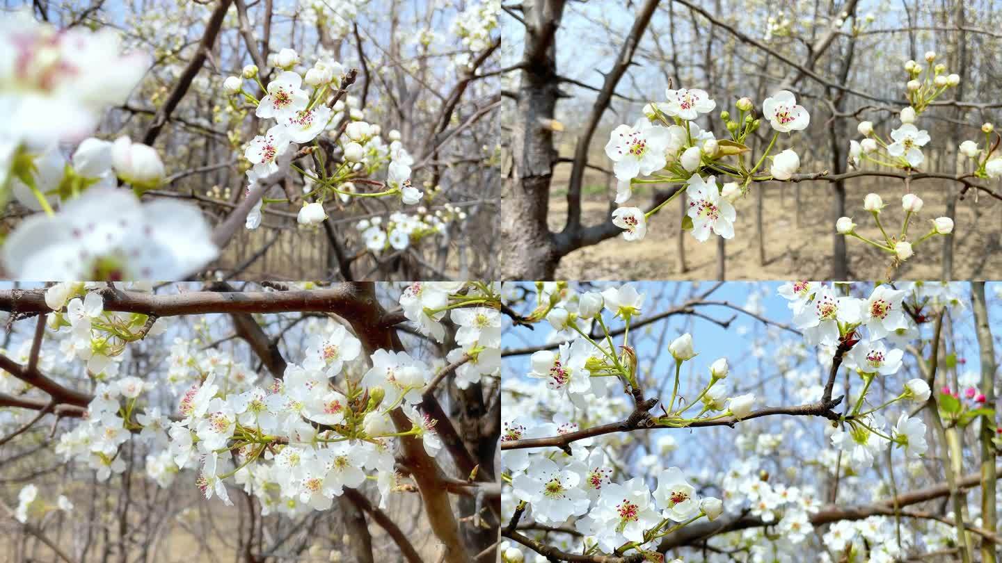 春天梨花盛开