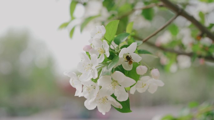 春暖花开 蜜蜂 北京四月 海棠花 勤劳