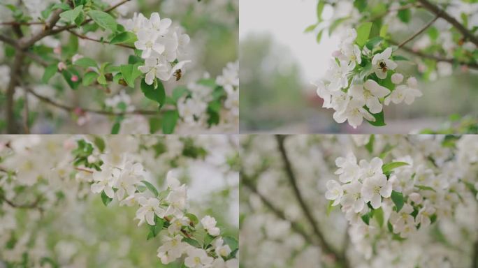 春暖花开 蜜蜂 北京四月 海棠花 勤劳