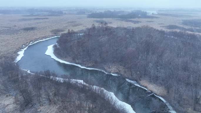 风雪弥漫湿地红柳视频素材