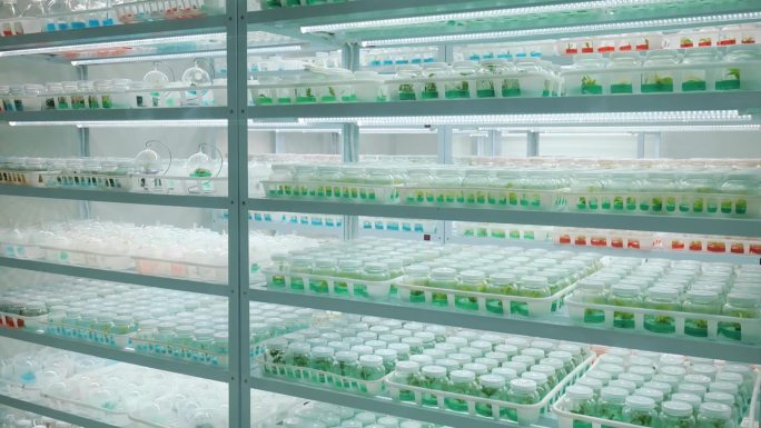 生物科技实验室植物蔬菜培育种植