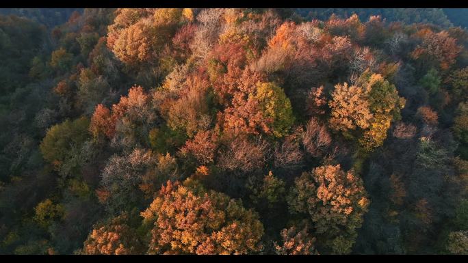 秦岭森林彩林大山云海夕阳暮色黄昏